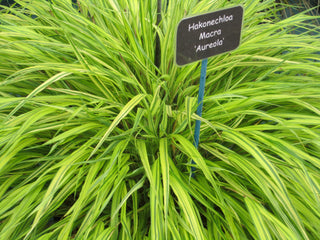 1 Gal. Aureola Japanese Forest Grass - Unique Golden/Green Variegated and Mounding Ornamental Grass