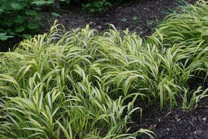 1 Gal. Aureola Japanese Forest Grass - Unique Golden/Green Variegated and Mounding Ornamental Grass