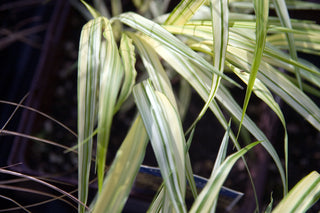 1 Gal. Aureola Japanese Forest Grass - Unique Golden/Green Variegated and Mounding Ornamental Grass