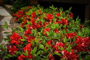 "Autumn Embers" Encore Azalea (1 Gallon) - Deep red double-blossoms bloom spring, summer and fall!
