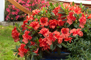 "Autumn Embers" Encore Azalea (1 Gallon) - Deep red double-blossoms bloom spring, summer and fall!