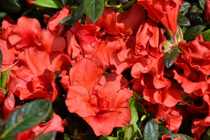 "Autumn Embers" Encore Azalea (1 Gallon) - Deep red double-blossoms bloom spring, summer and fall!