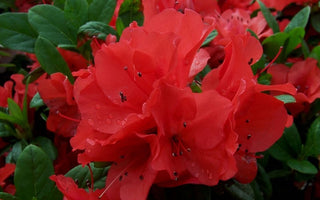 "Autumn Embers" Encore Azalea (1 Gallon) - Deep red double-blossoms bloom spring, summer and fall!