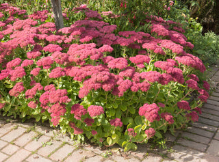 1 Gal. Autumn Joy Stonecrop Shrub With Large Fall-Blooming Pink Flowers
