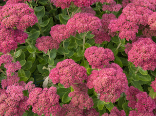 1 Gal. Autumn Joy Stonecrop Shrub With Large Fall-Blooming Pink Flowers