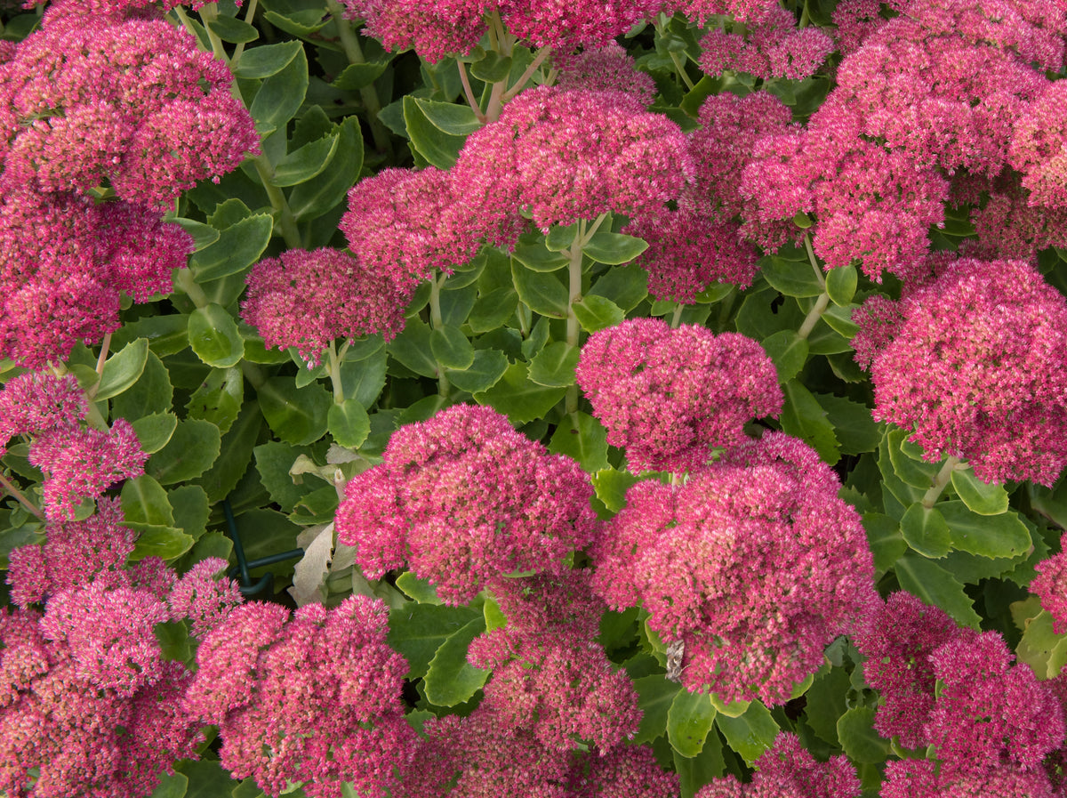 1 Gal. Autumn Joy Stonecrop Shrub With Large Fall-Blooming Pink Flower ...