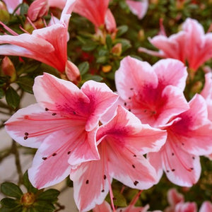 "Autumn Sunburst" Encore Azalea (1 Gallon) - Coral pink flowers with white highlights bloom spring, summer and fall!
