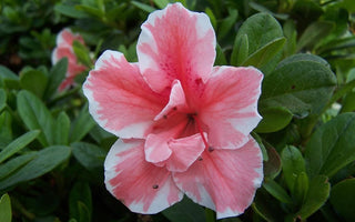 "Autumn Sunburst" Encore Azalea (1 Gallon) - Coral pink flowers with white highlights bloom spring, summer and fall!