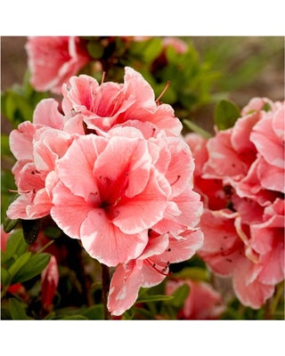 "Autumn Sunburst" Encore Azalea (1 Gallon) - Coral pink flowers with white highlights bloom spring, summer and fall!