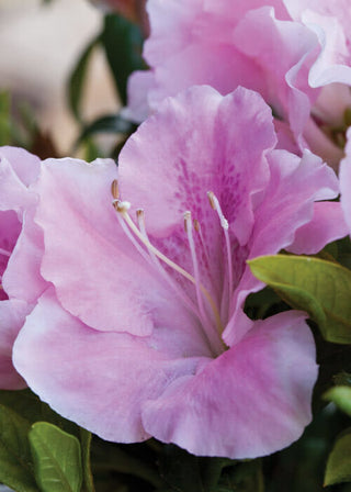 "Autumn Sweetheart" Encore Azalea (1 Gallon) - Light pink flowers dotted with lavender freckles bloom spring, summer and fall!