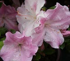 "Autumn Sweetheart" Encore Azalea (1 Gallon) - Light pink flowers dotted with lavender freckles bloom spring, summer and fall!