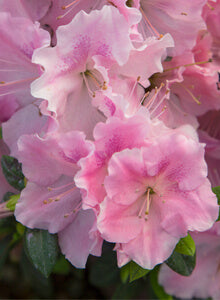 "Autumn Sweetheart" Encore Azalea (1 Gallon) - Light pink flowers dotted with lavender freckles bloom spring, summer and fall!