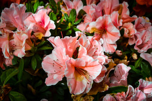 "Autumn Sunburst" Encore Azalea (1 Gallon) - Coral pink flowers with white highlights bloom spring, summer and fall!