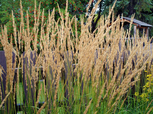 1 Gal. Avalanche Feather Reed Grass - Lovely Tall, Variegated Ornamental Grass Perfect for Borders and Accents