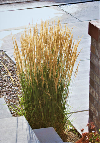 1 Gal. Avalanche Feather Reed Grass - Lovely Tall, Variegated Ornamental Grass Perfect for Borders and Accents
