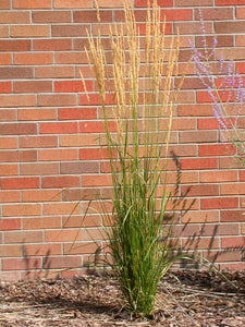 1 Gal. Avalanche Feather Reed Grass - Lovely Tall, Variegated Ornamental Grass Perfect for Borders and Accents