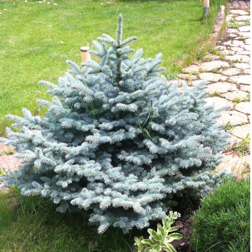1 Gal. Baby Blue Spruce Shrub With Silvery Turquoise Evergreen Needles –  Online Orchards