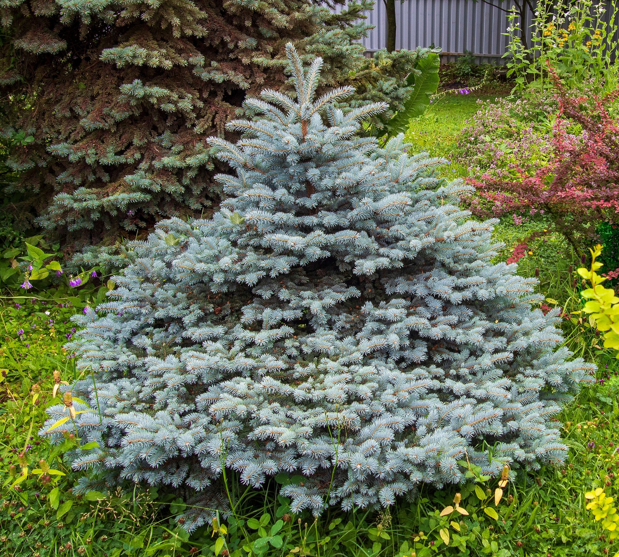 Compact Blue Spruce Blue Evergreen Shrubs