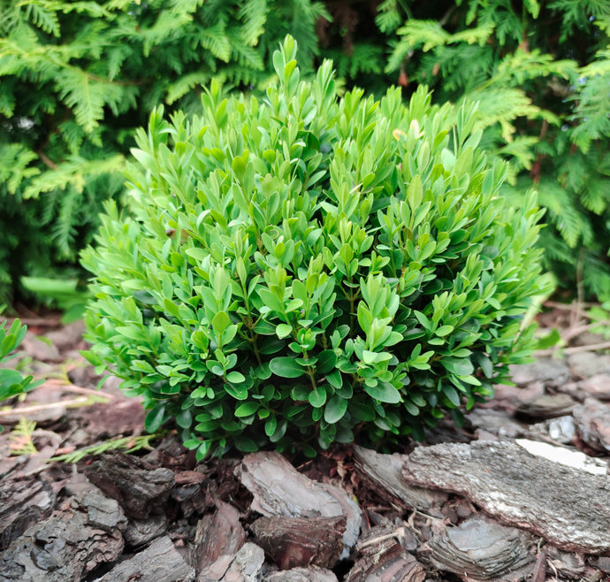 1 Gal. Baby Gem Boxwood Shrub with Naturally Compact Size Ideal for Urban Landscapes