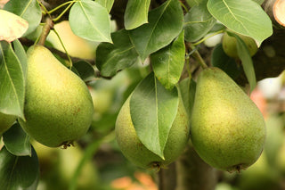 Dwarf Bartlett Pear Tree - The golden standard of pear flavor, grown right in your backyard! (2 years old and 3-4 feet tall.)