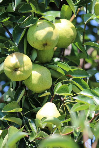 Dwarf Bartlett Pear Tree - The golden standard of pear flavor, grown right in your backyard! (2 years old and 3-4 feet tall.)