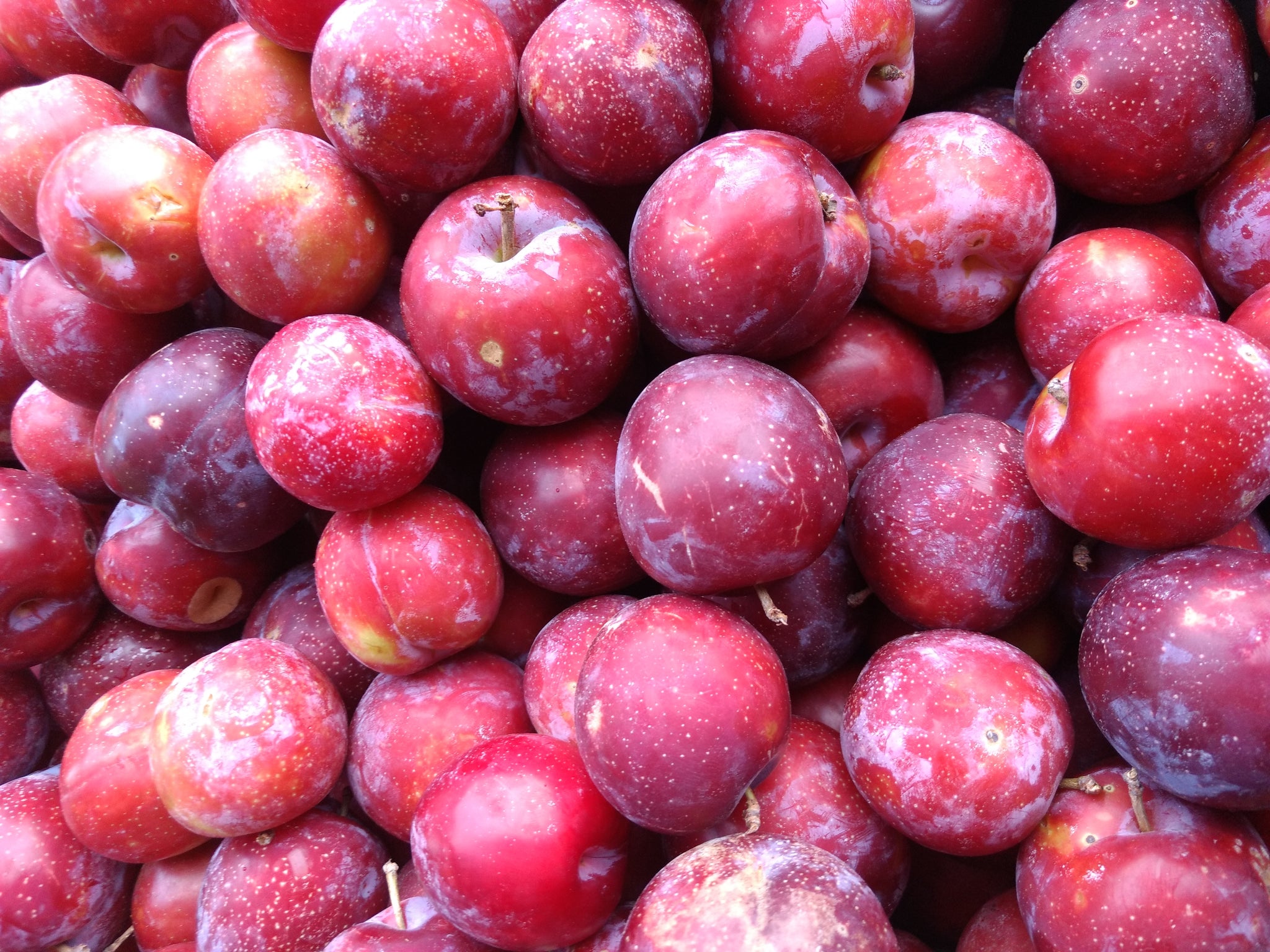 Beauty Plum Tree - Delicious, snack sized, bright red plums first year! 2  years old and 3-4 feet tall!