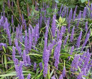 1 gal. Big Blue Lily Turf Flowering Shrub with Abundant Blue Flower Spikes Rising Above Arching Grass Form