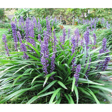1 gal. Big Blue Lily Turf Flowering Shrub with Abundant Blue Flower Spikes Rising Above Arching Grass Form