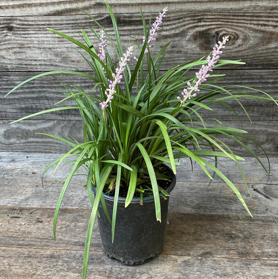 grass lily flower 1 gal. Big Blue Lily Turf Flowering Shrub with Abundant Blue Flower Sp – Online Orchards