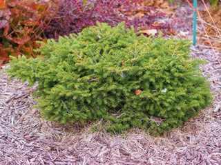 Bird's Nest Norway Spruce Shrub (1 Gal)- Hardy, uniquely shaped, low-maintenance dwarf conifer.