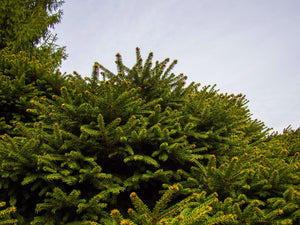 Bird's Nest Norway Spruce Shrub (1 Gal)- Hardy, uniquely shaped, low-maintenance dwarf conifer.