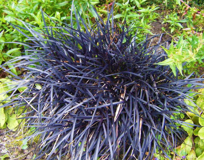 1 Gal. Black Mondo Grass - Striking Dark Color Contrasts Beautifully Against Green and Purple Plants
