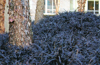 1 Gal. Black Mondo Grass - Striking Dark Color Contrasts Beautifully Against Green and Purple Plants