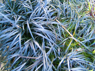 1 Gal. Black Mondo Grass - Striking Dark Color Contrasts Beautifully Against Green and Purple Plants