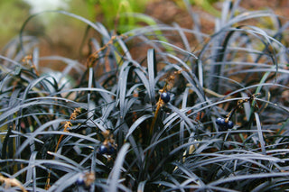 1 Gal. Black Mondo Grass - Striking Dark Color Contrasts Beautifully Against Green and Purple Plants