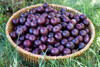 Black Pearl Cherry Tree - Among the largest and sweetest cherries! (2 years old and 3-4 feet tall.)