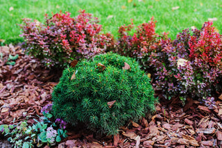 1 Gal. Dwarf Black Spruce Shrub With Very Compact Specimen Form