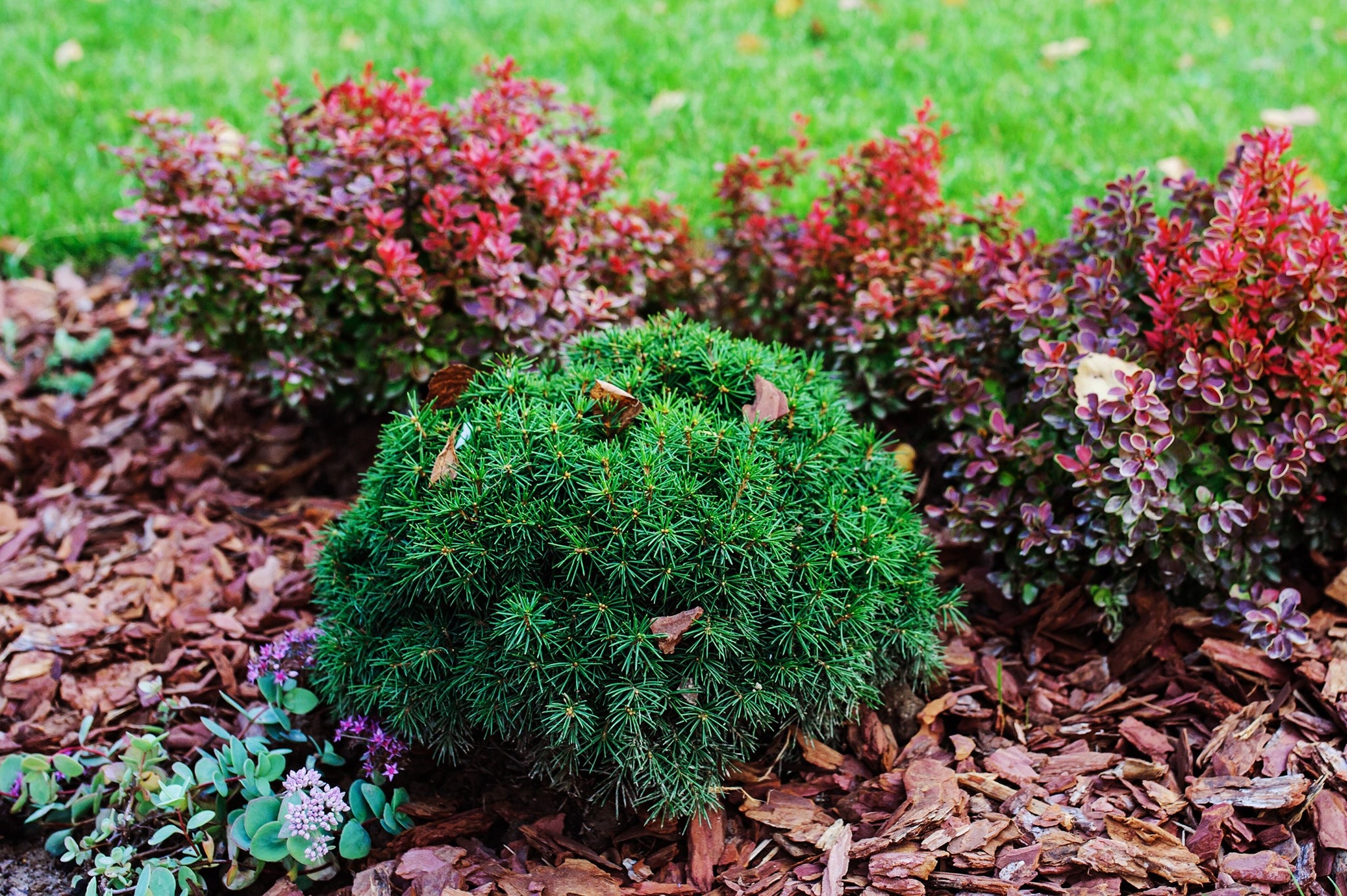 Compact Blue Spruce Compact Evergreen Shrubs