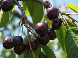 Black Tartarian Cherry Tree - Rare and unique heirloom cultivar with fruit too delicate to be sold in stores. (2 years old and 3-4 feet tall.)