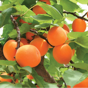 Dwarf Blenheim Apricot Tree - Richest flavor and richest history. (2 years old and 3-4 feet tall.)