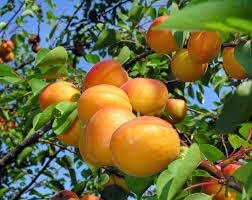 Dwarf Blenheim Apricot Tree - Richest flavor and richest history. (2 years old and 3-4 feet tall.)