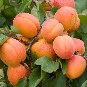 Dwarf Blenheim Apricot Tree - Richest flavor and richest history. (2 years old and 3-4 feet tall.)