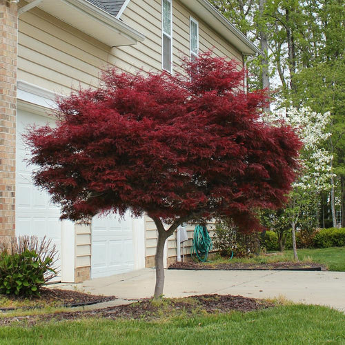 1 Gal. Bloodgood Japanese Maple Tree - Dark Red Leaves, Cold Hardy, Bright Fall Color