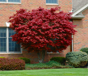 1 Gal. Bloodgood Japanese Maple Tree - Dark Red Leaves, Cold Hardy, Bright Fall Color