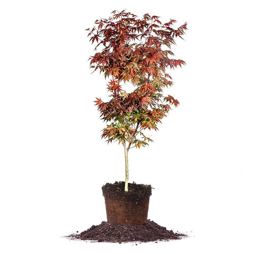 3 Gal. Bloodgood Japanese Maple Tree - Cold Hardy, vivid Scarlet Autumn Foliage