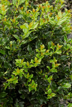 1 Gal. Blue Boy Holly Shrub With Glossy Blue-Green Leaves and Powerful Pollinating Capabilities