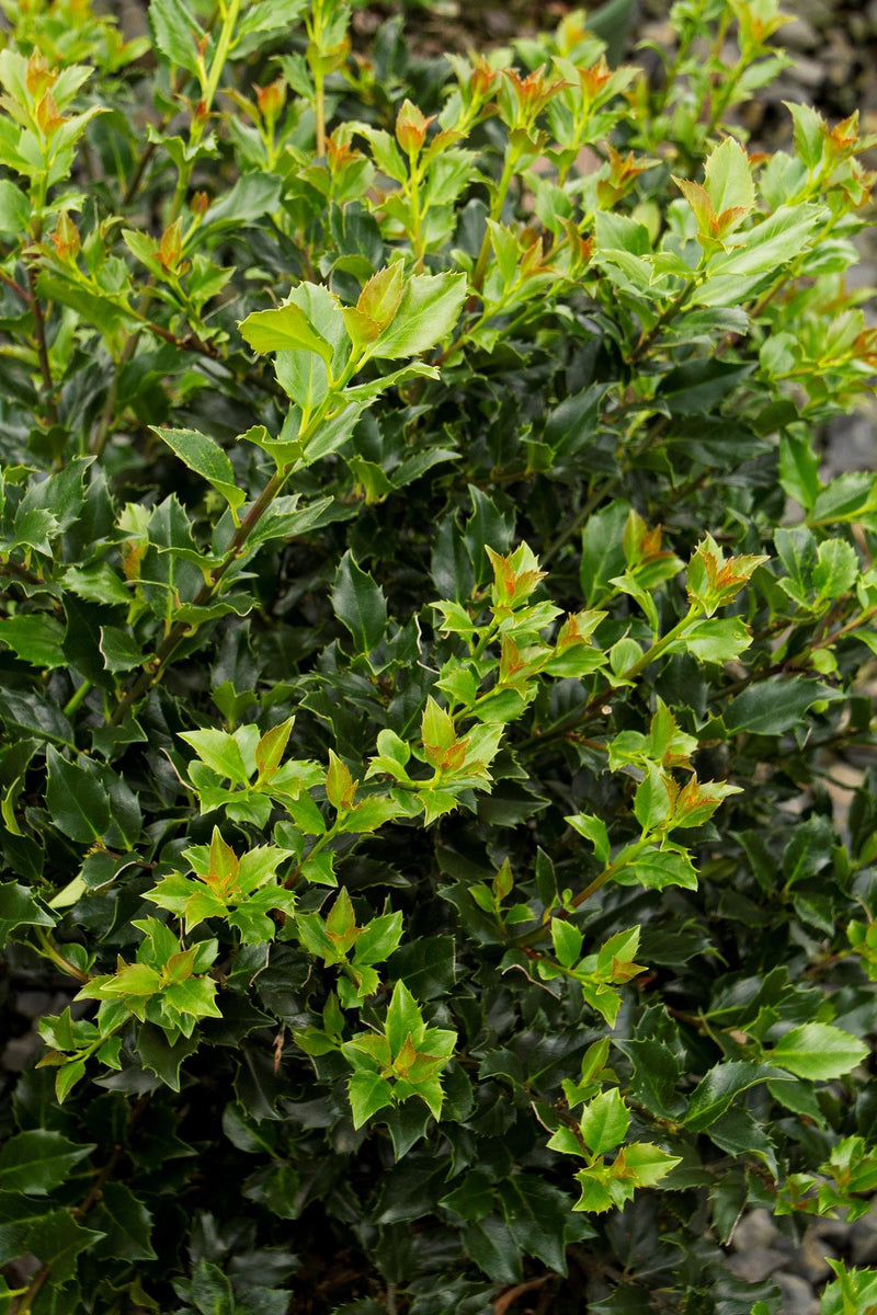 1 Gal. Blue Boy Holly Shrub With Glossy Blue-Green Leaves and Powerful ...