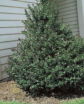 1 Gal. Blue Boy Holly Shrub With Glossy Blue-Green Leaves and Powerful Pollinating Capabilities