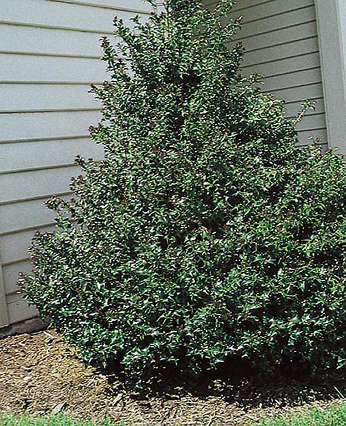 1 Gal. Blue Boy Holly Shrub With Glossy Blue-Green Leaves and Powerful Pollinating Capabilities