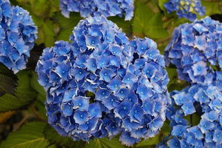 "Let's Dance" Rhythmic Blue Hydrangea (1 Gallon) - Reblooming sky-blue flowers provide color and vibrance for months!